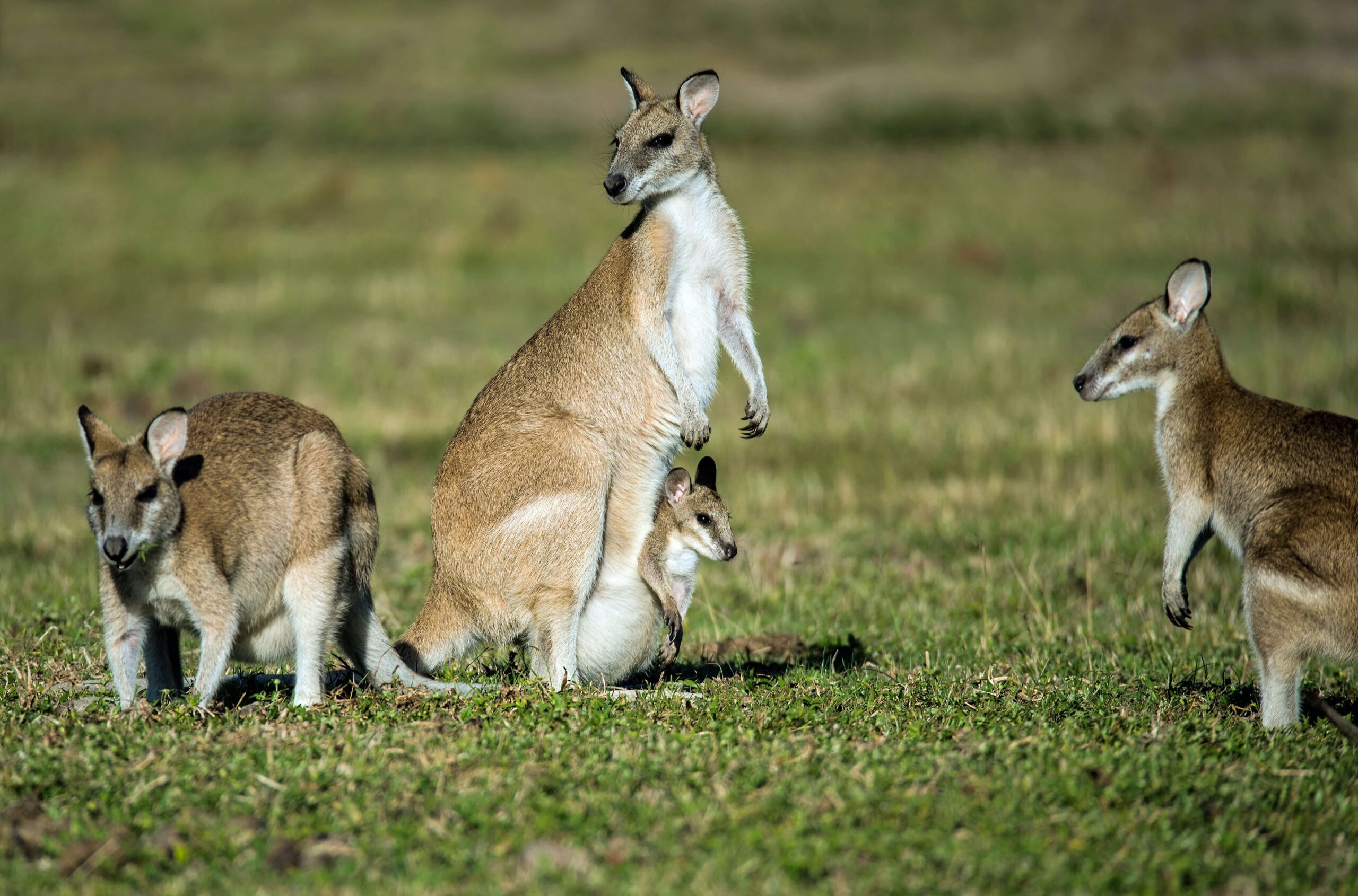 Australia